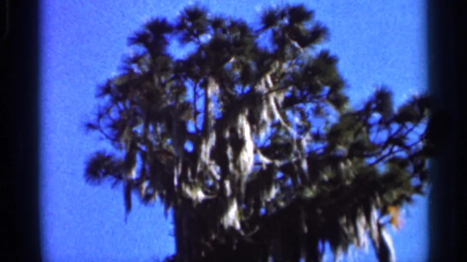 1966 Florida 8mm frame with a palm-like tree and hanging moss framed tightly beneath bright blue sky.