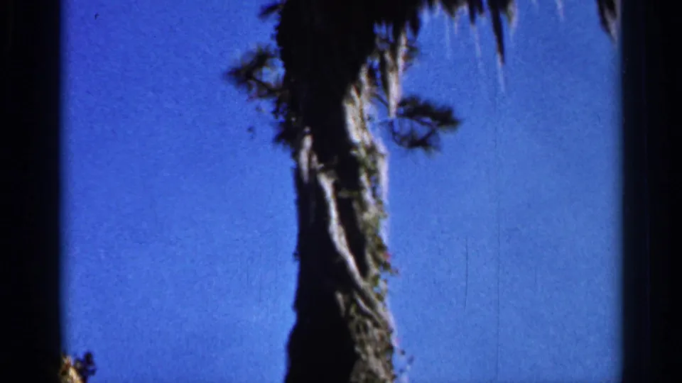 1966 Florida home-movie frame showing a tall trunk and Spanish moss at the crown against open blue sky.