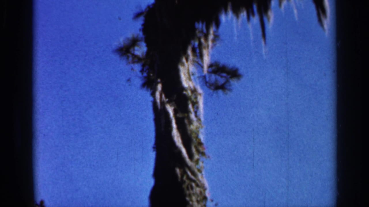 Tall palm trunks and hanging vegetation against a deep blue sky.