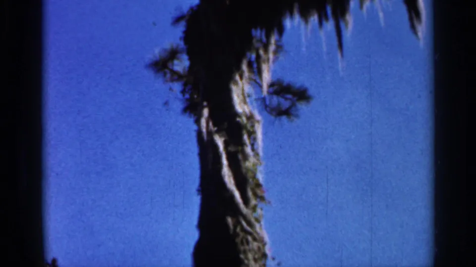 1966 Florida 8mm frame showing tall palm trunks, hanging greenery, and blue sky in a sunlit yard.