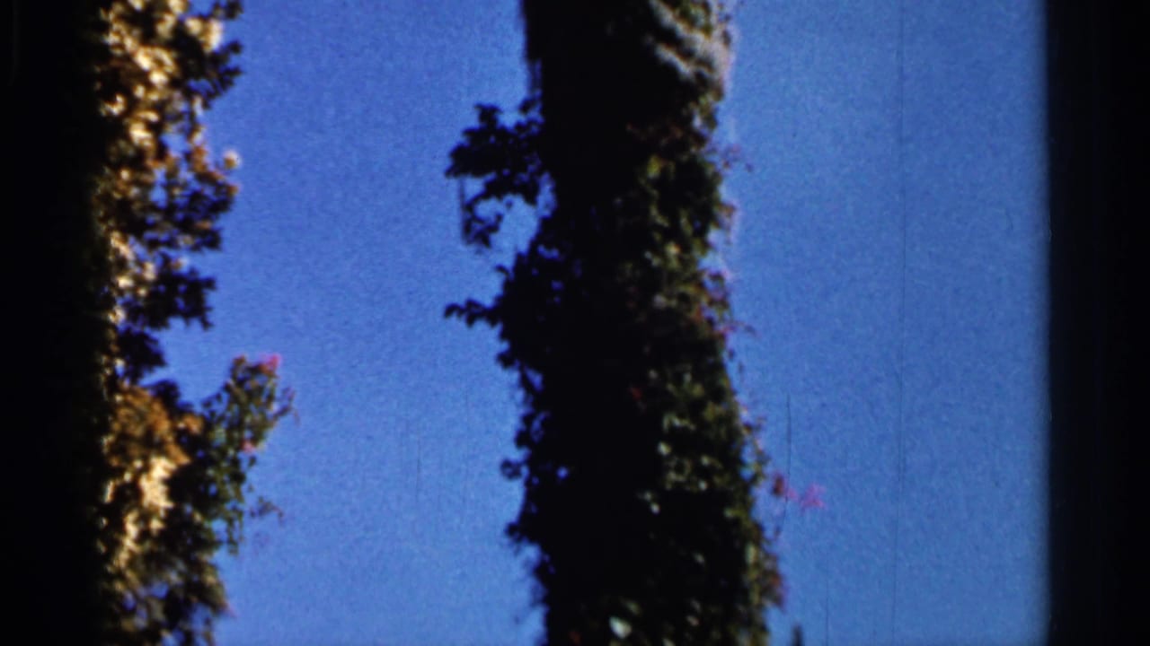 Dark vertical palm trunk with leafy growth silhouetted against blue sky.