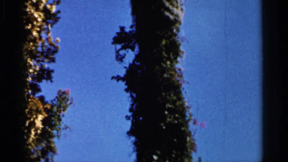 1966 Florida home-movie frame with a tall palm trunk and dense foliage silhouetted against bright blue sky.