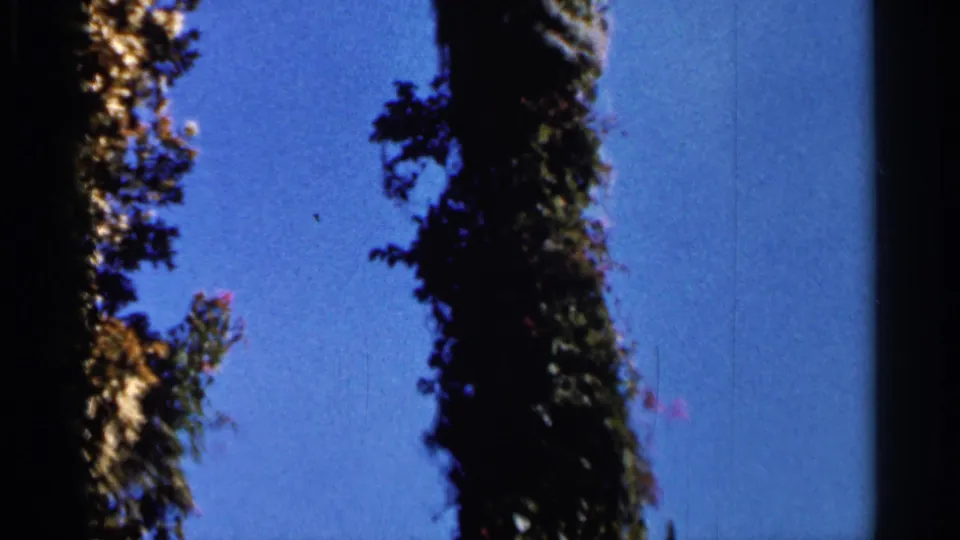 1966 Florida 8mm frame looking upward at a tall trunk, leafy branches, and open blue sky.