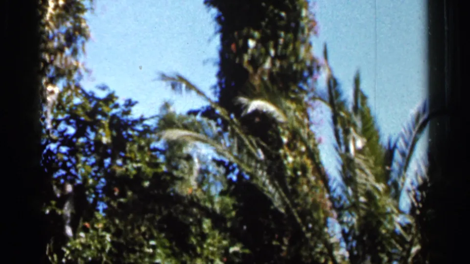 1966 Florida home-movie frame with palm fronds, dense greenery, a tall trunk, and bright sky in a sunlit yard.