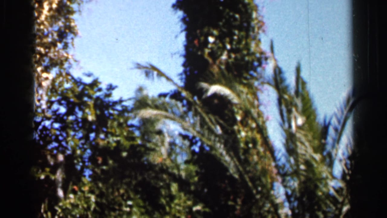 1966 Florida 8mm frame showing palm fronds and tall garden trees in strong sunlight beneath a blue sky.