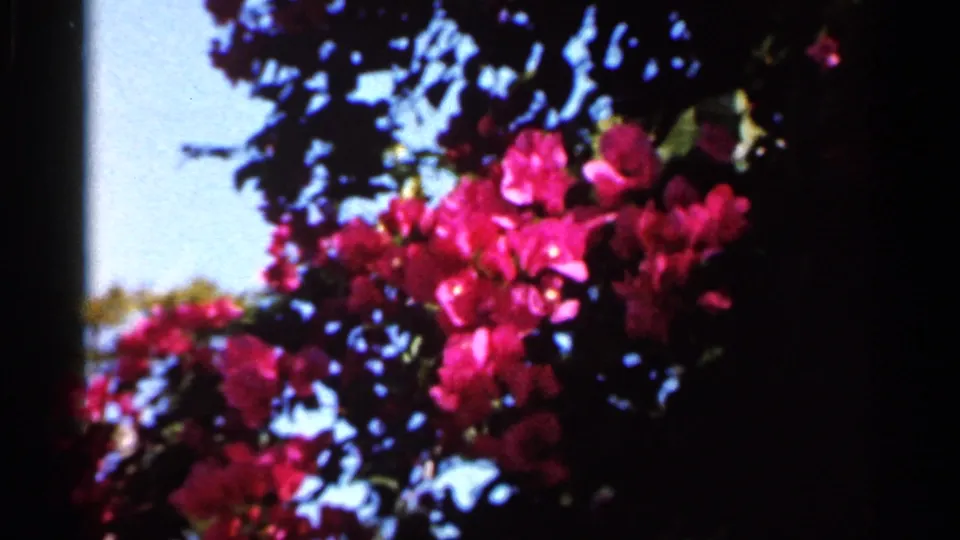 1966 Florida 8mm frame with magenta bougainvillea blossoms, dark foliage, and patches of blue sky.