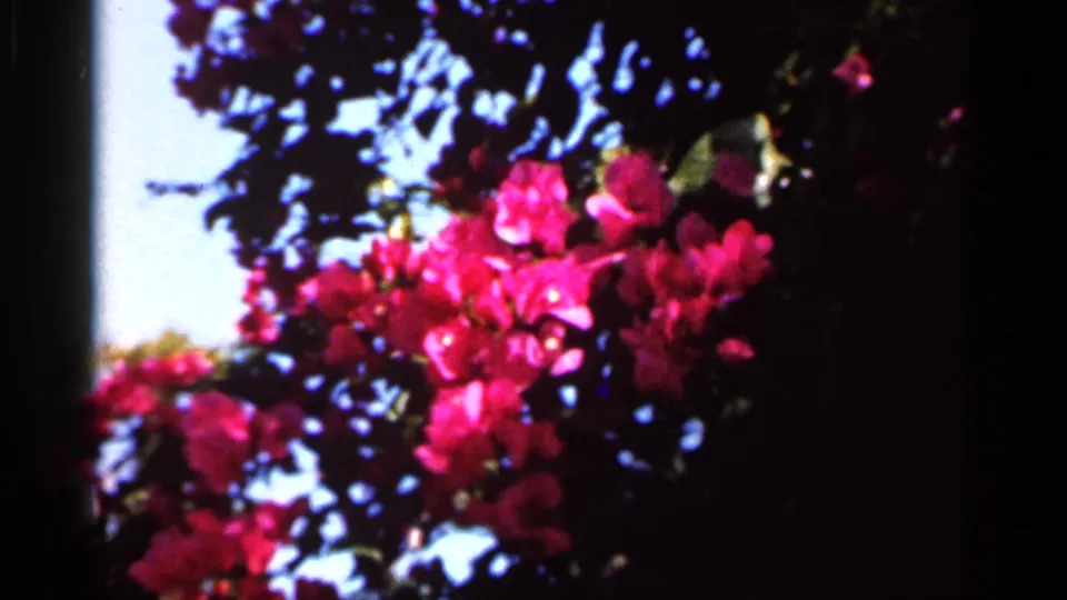 1966 Florida garden frame showing bougainvillea flowers, leafy branches, and pale blue sky in soft 8mm color.