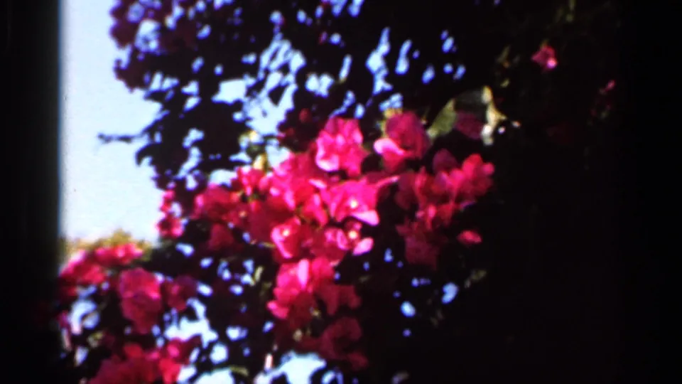 1966 Florida 8mm frame with bright magenta bougainvillea clusters set against shadowed leaves and blue sky.
