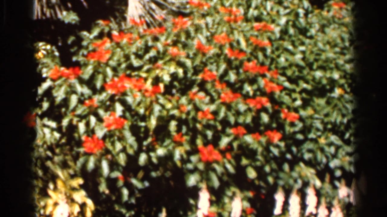 1966 Florida home-movie frame showing red flowers across a leafy tropical garden plant in strong sunlight.