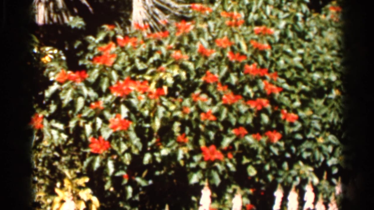 Leafy plant with red flowers filling the frame under sunlight.