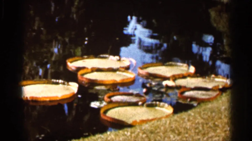 1966 Florida home-movie frame showing round lily pads on still pond water with dark reflections and a soft handheld view.