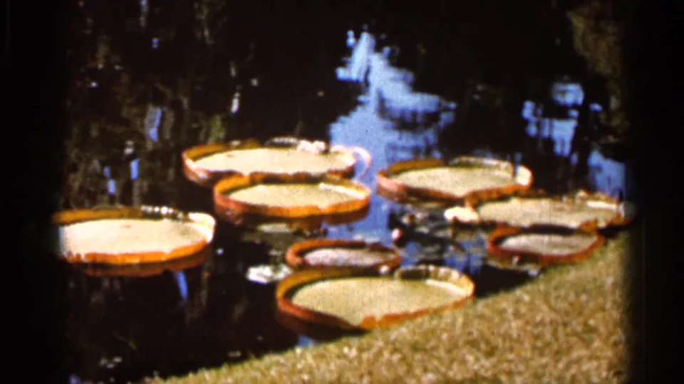 1966 Florida 8mm frame of lily pads spread across a calm pond, with reflected foliage and warm film color.