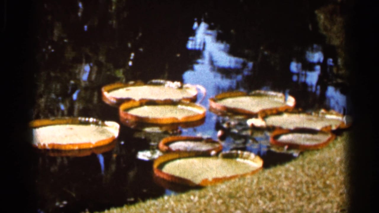 Round water lily pads floating on a dark reflective pond beside grass.
