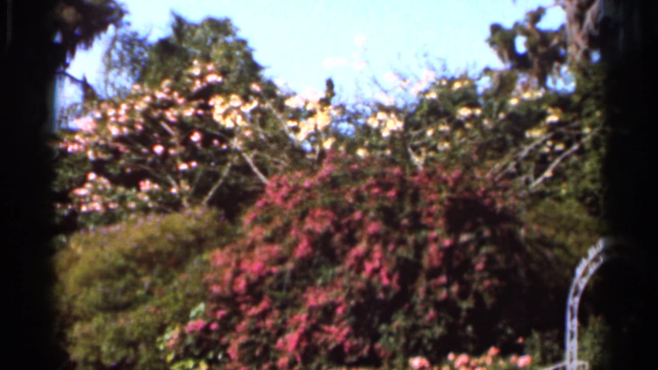 Flowering garden shrubs with pink blossoms under a bright blue sky.
