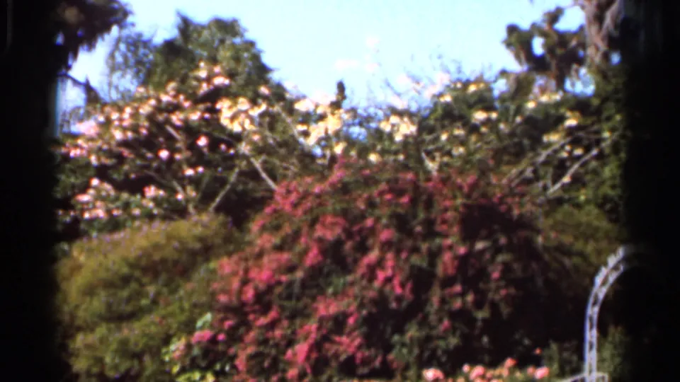 1966 Florida garden view with dense flowering shrubs, pink blossoms, pale blooms, and bright sky.