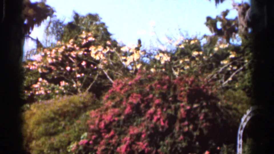 1966 Florida 8mm frame of sunlit garden shrubs with pink flowers, pale blooms, and surrounding greenery.