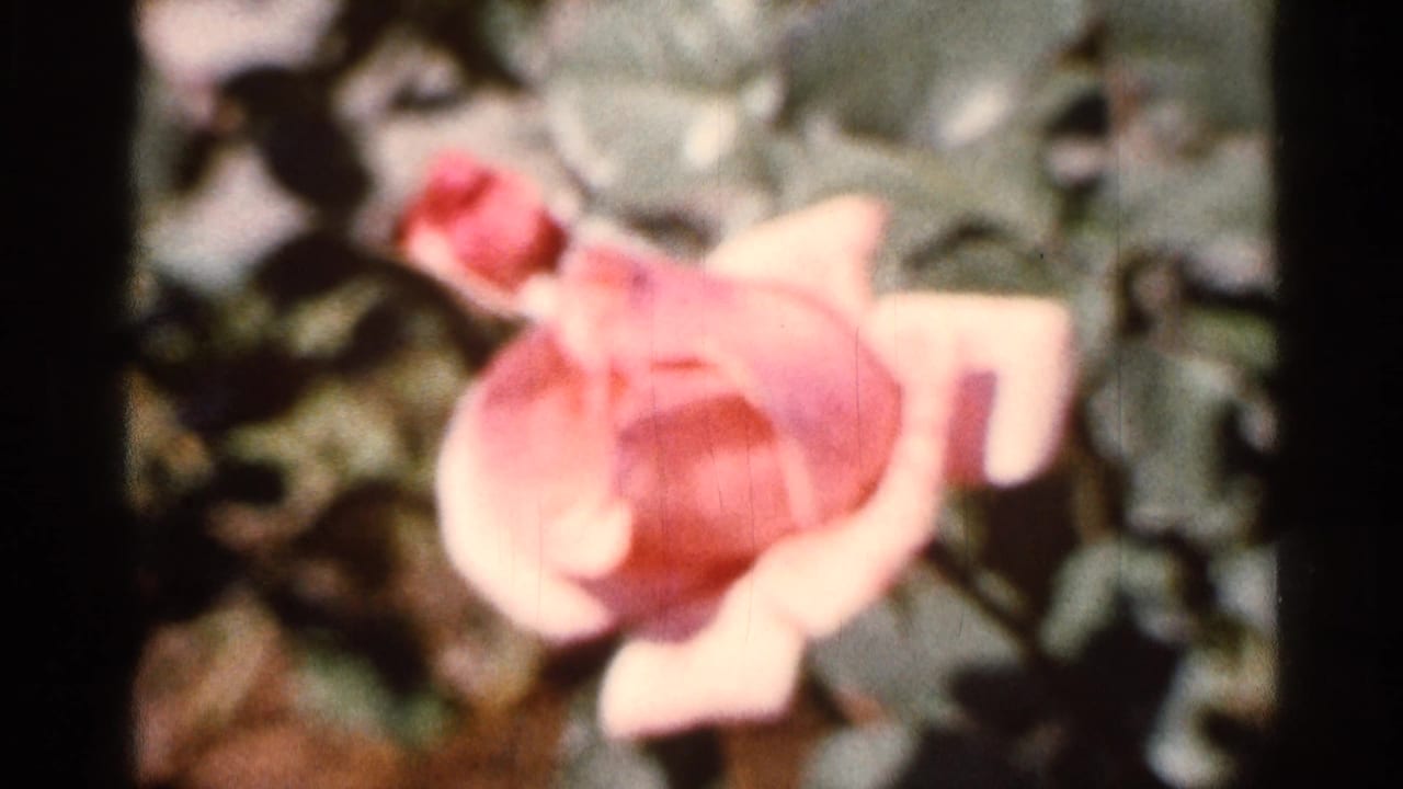 Soft close-up of a pink rose bud and petals against green foliage.