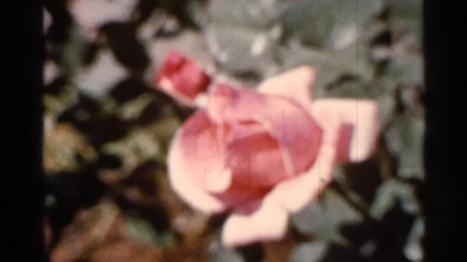 Close 8mm view of a pink rose bloom in the stated Florida garden setting, with soft grain and blurred greenery.