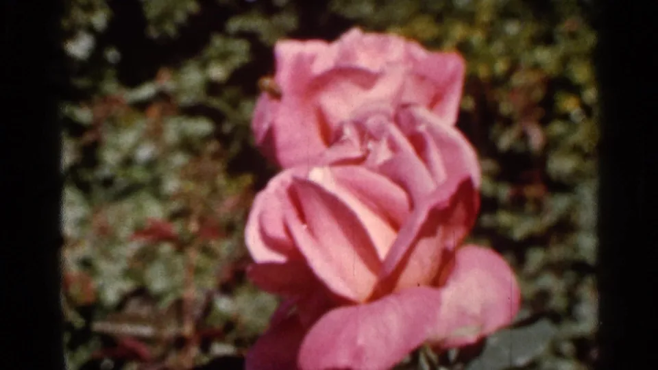 1966 Florida garden frame showing an open pink rose with layered petals and darker leafy background.