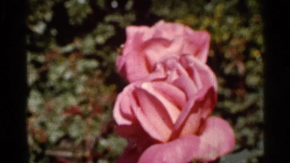 Close 8mm frame of an open pink rose in a Florida garden, with soft color, grain, and leafy background.