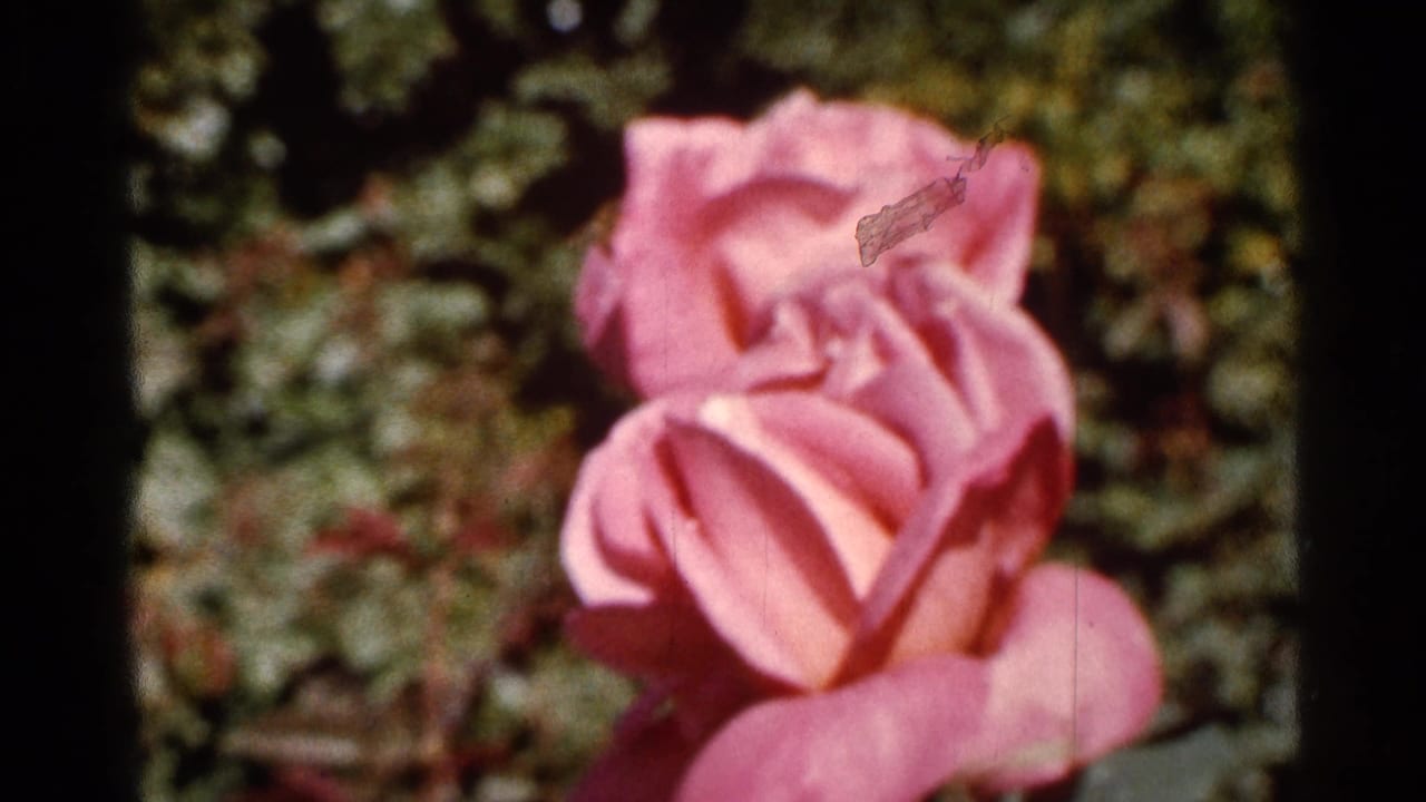 Pink rose in close-up against soft green garden foliage.