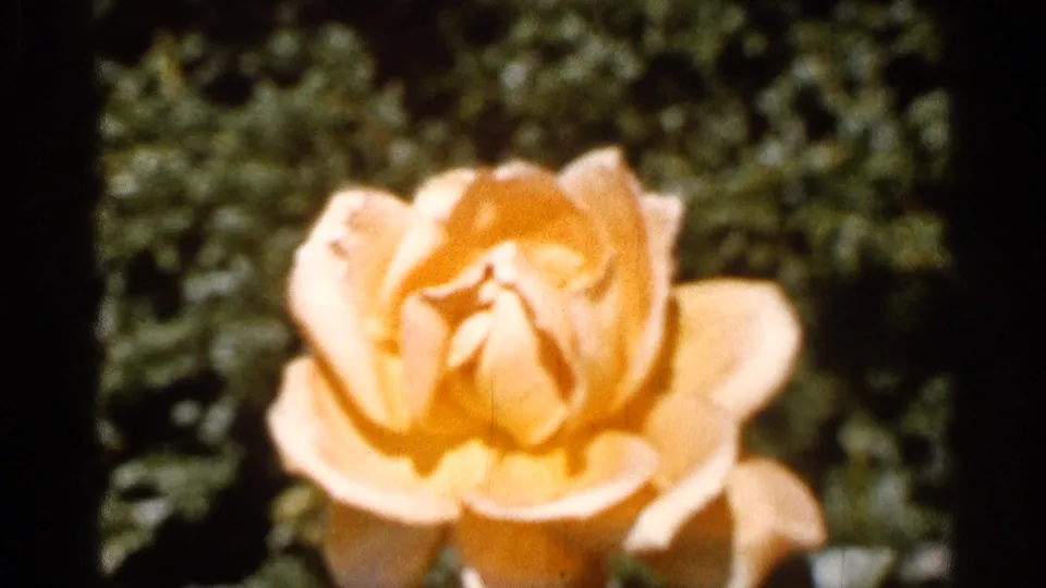 1966 Florida 8mm frame showing a yellow rose bloom centered against soft green garden foliage.
