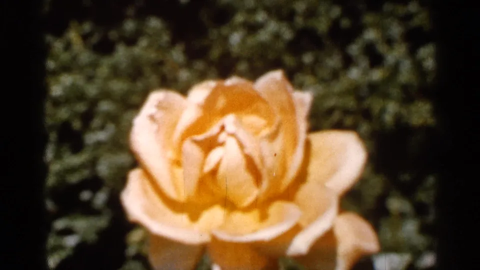 1966 Florida 8mm frame showing a close yellow rose with visible film border and blurred garden plants.