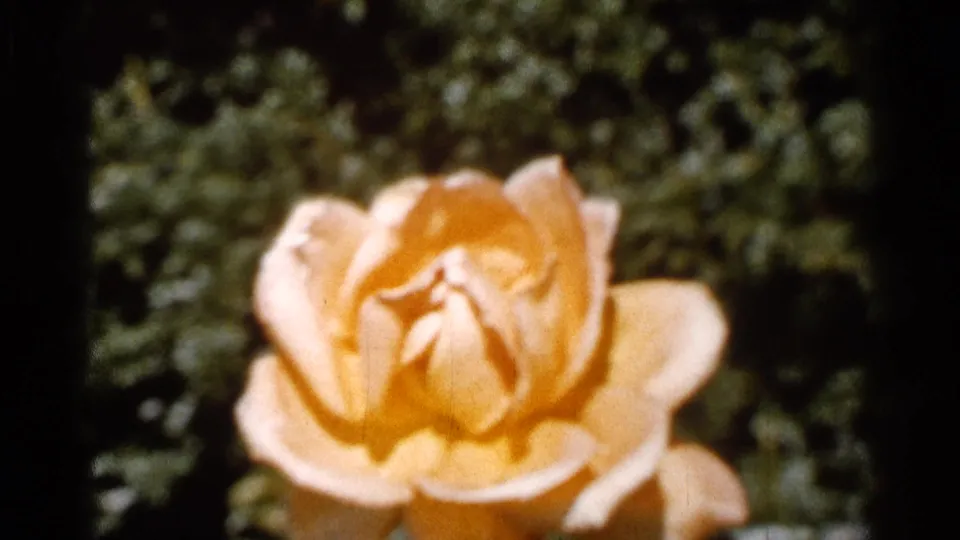 1966 Florida 8mm frame showing a yellow rose bloom in a soft, warm-toned garden close-up.