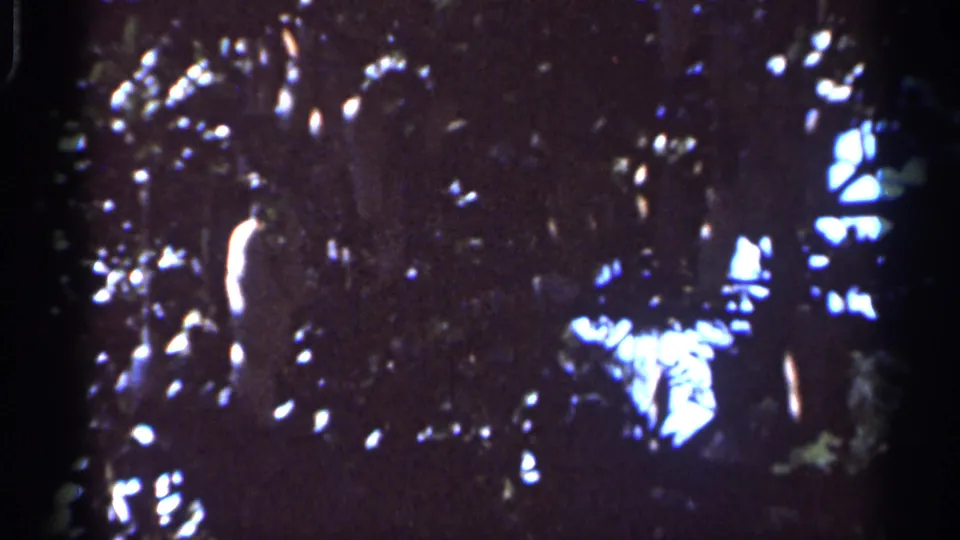 1966 Florida 8mm frame showing dark tree silhouettes and bright sky patches through dense foliage.