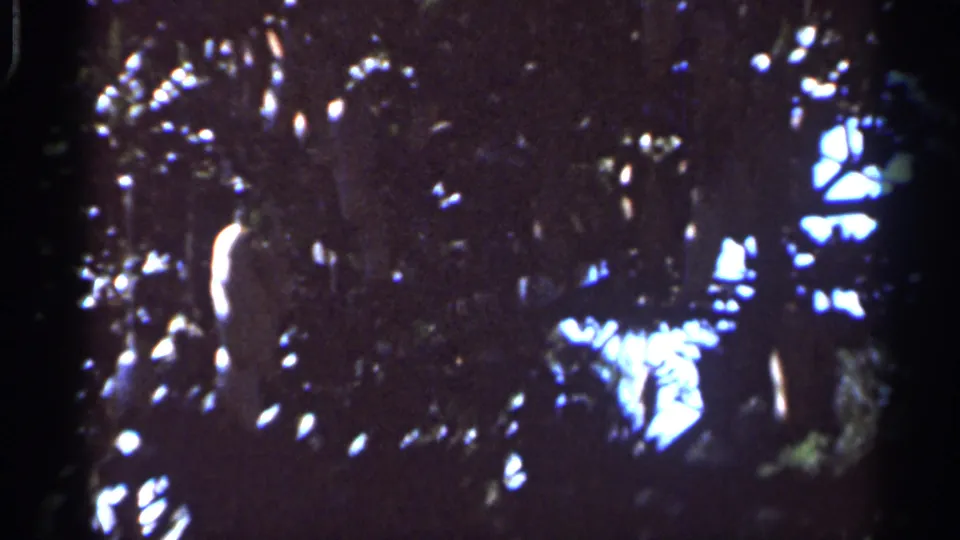 Handheld 8mm view of shadowed Florida trees with bright sky glints visible through the canopy.