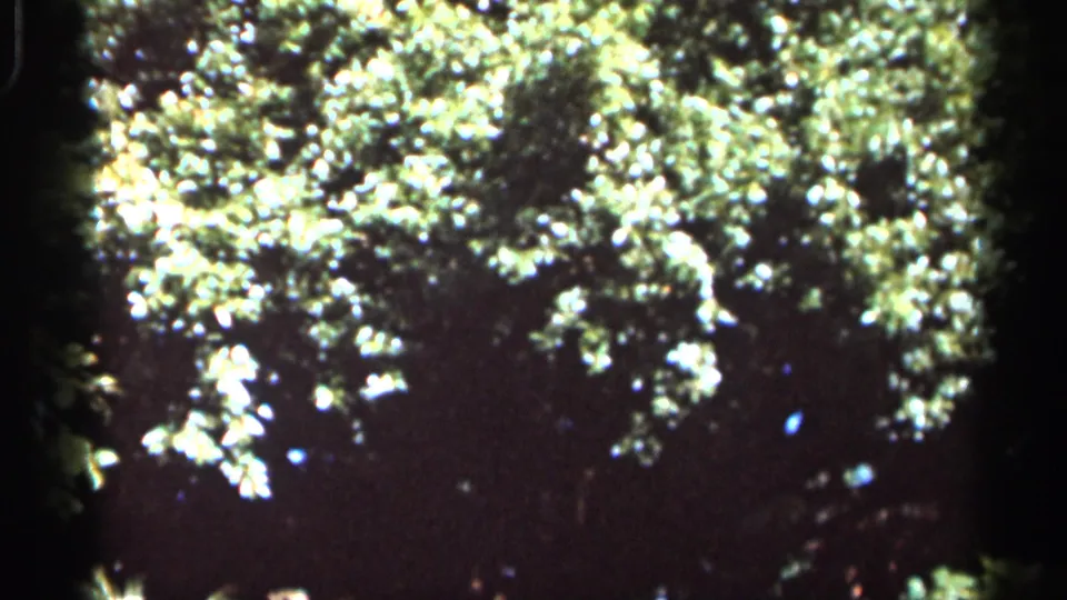 1966 Florida home-movie frame of green leaves lit by sun, with dappled highlights across the canopy.