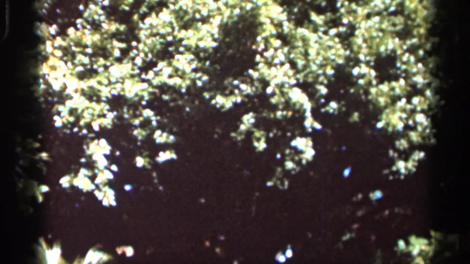 8mm Florida foliage shot from 1966, showing bright green leaves, dark shadow areas and small sky highlights.