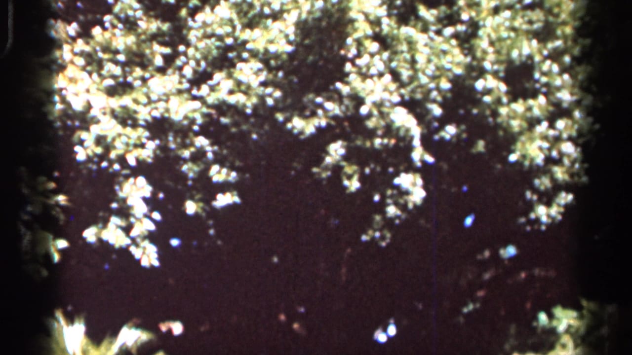 1966 8mm Florida home-movie frame with bright leafy branches above a shadowed garden area.