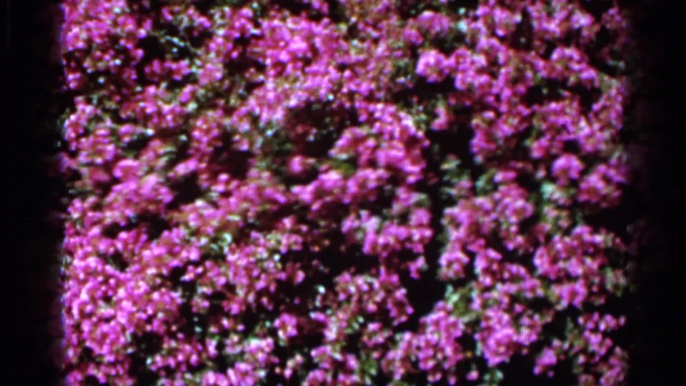 Colorful close-up of pink-purple flowers and green foliage in 1966 Florida 8mm home-movie footage.