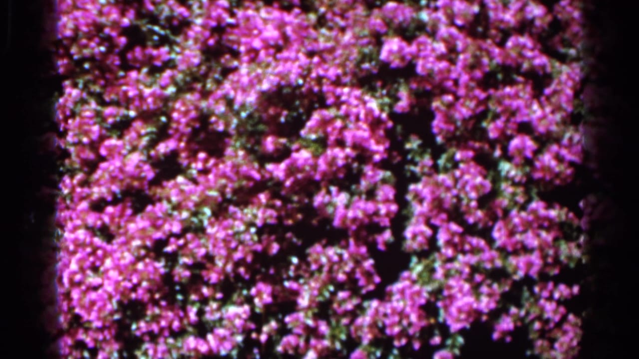 1966 Florida 8mm frame showing saturated purple blossoms and green leaves in a garden close-up.