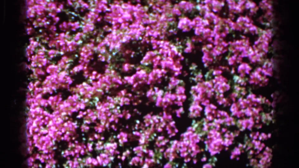 1966 Florida 8mm frame showing saturated purple blossoms and green leaves in a garden close-up.