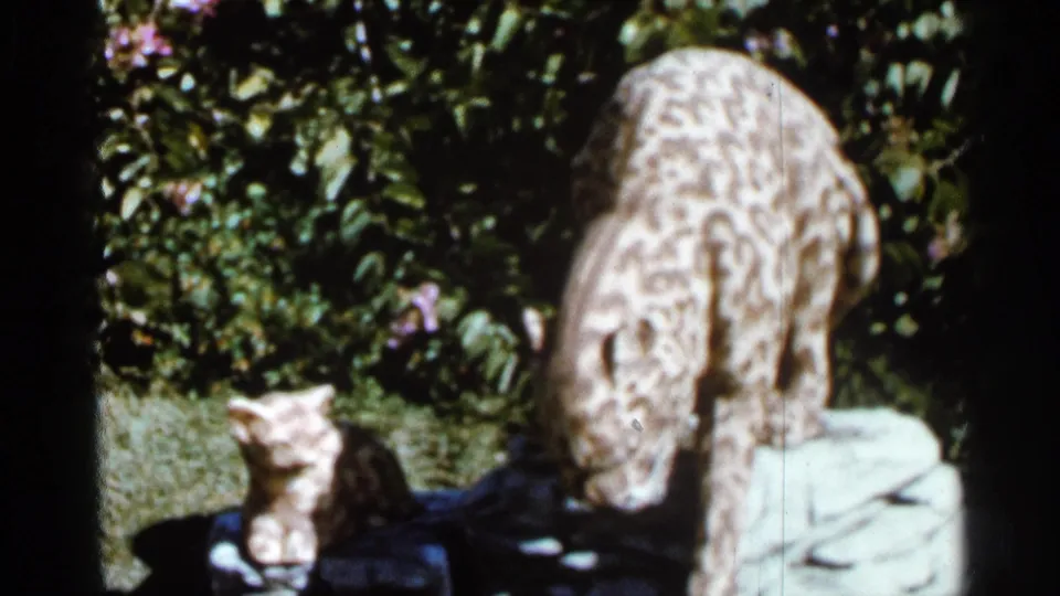 1966 Florida garden frame with a spotted big-cat statue beside a smaller cat figure against dense greenery.