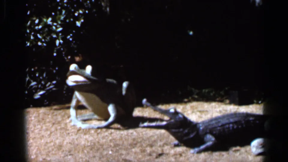 1966 Florida 8mm frame showing a large open-mouthed frog statue near a crocodile or alligator model in a sandy exhibit area.