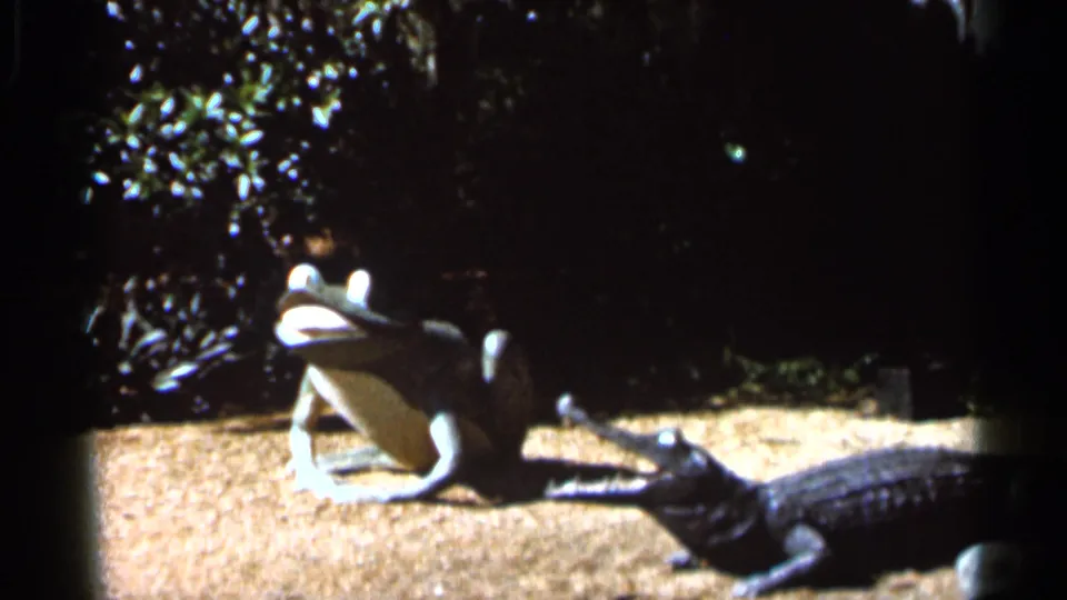 1966 Florida home-movie frame with a frog figure and crocodile or alligator model arranged on sandy ground near dark foliage.