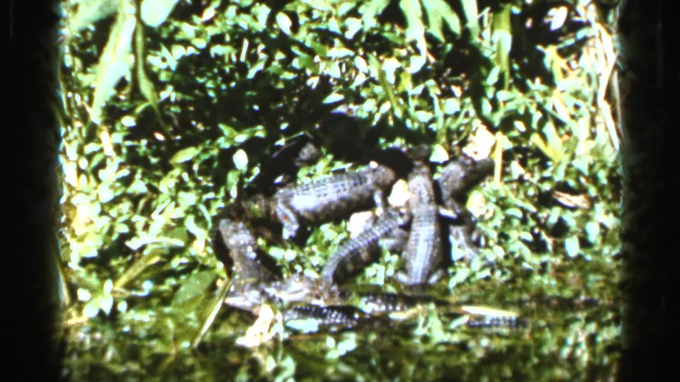 1966 Florida 8mm frame showing several small alligators clustered in lush foliage within a wildlife exhibit setting.