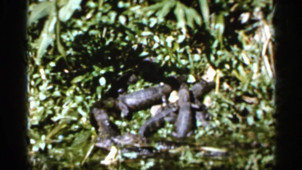 1966 Florida home-movie frame showing small alligators lying in plants, with bright leaves and dark film edges around the scene.