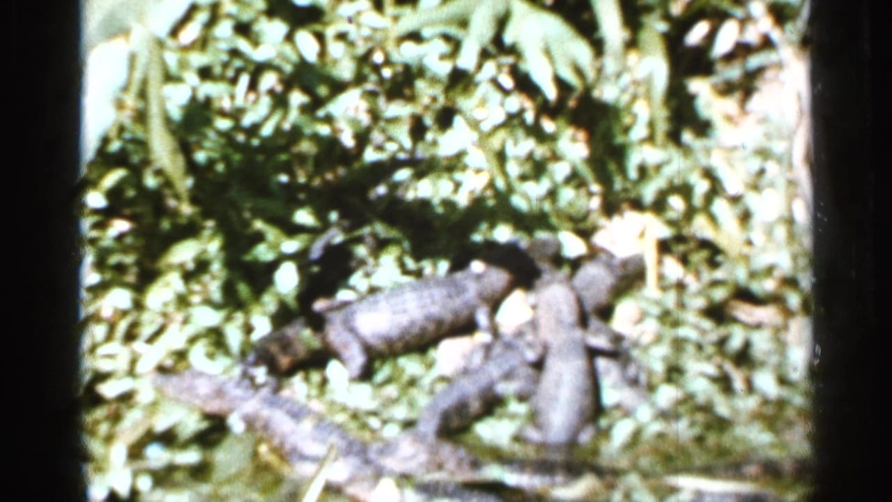 Small alligators resting among dense green foliage and branches.