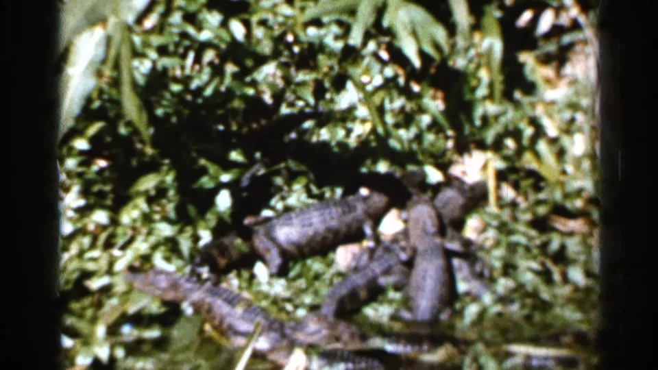 1966 Florida home-movie frame with several small alligators resting in leafy vegetation, softened by 8mm grain and exposure variation.