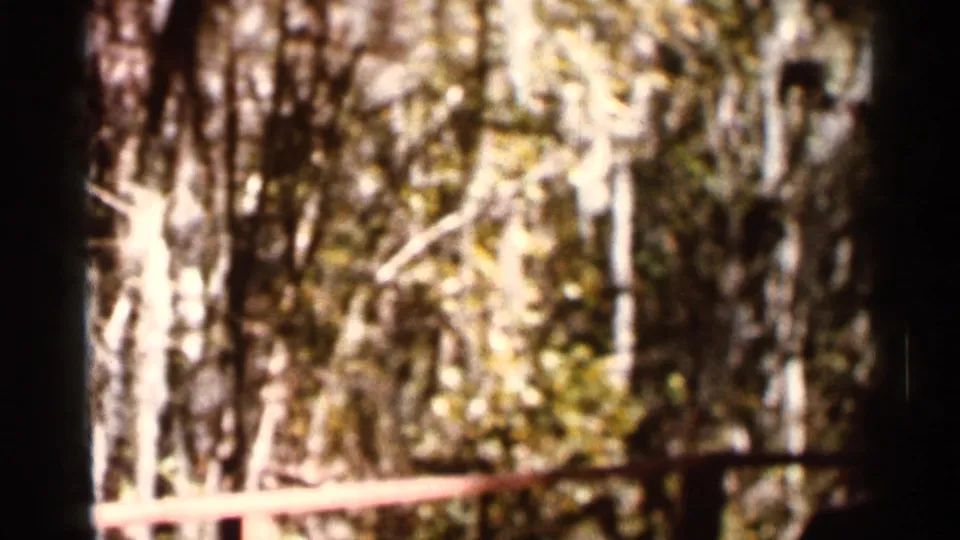 Soft 8mm frame showing trees, bright foliage, and a railing, likely a quick outdoor transition from the same home movie.