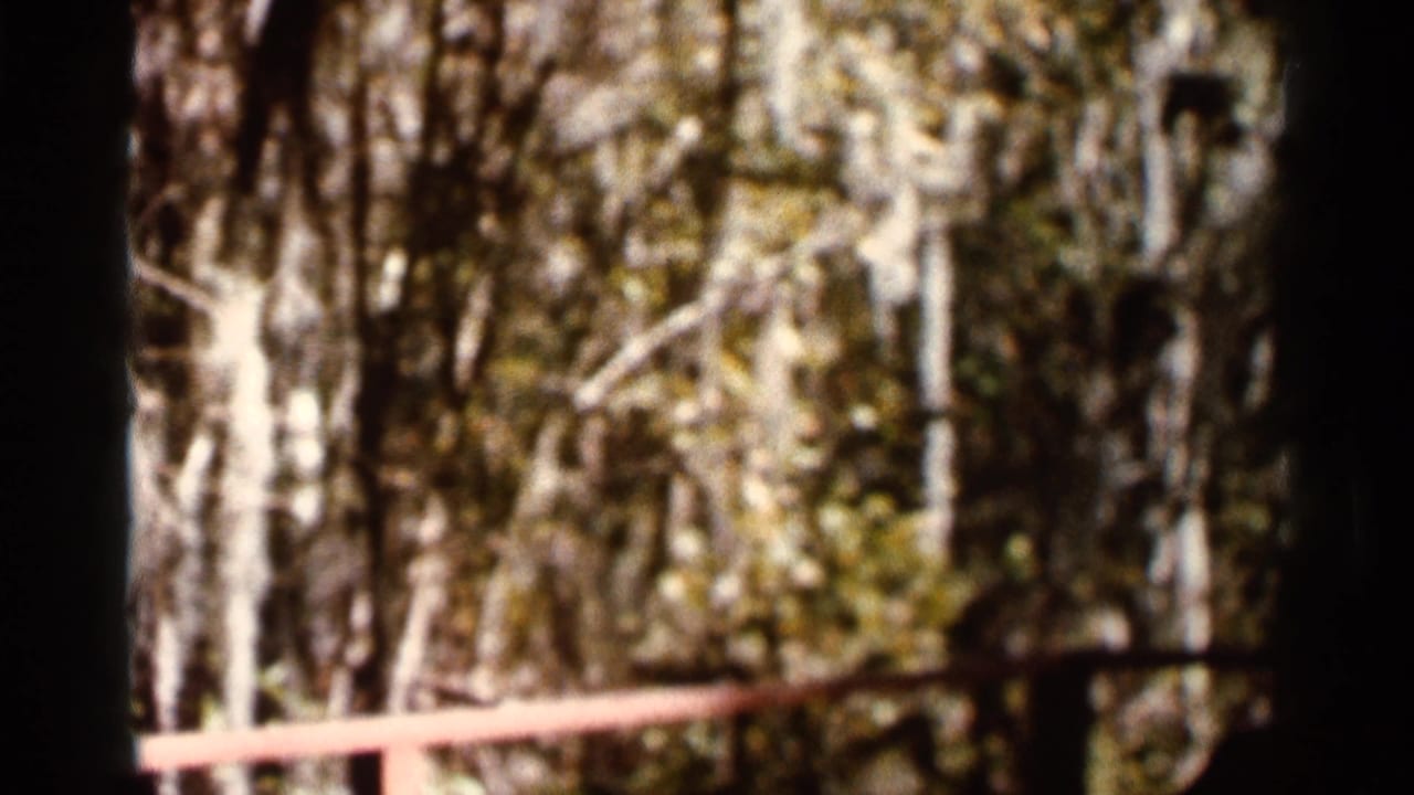 Soft 1966 Florida 8mm frame of trees and filtered sunlight with a wooden rail or footrest near the lower foreground.