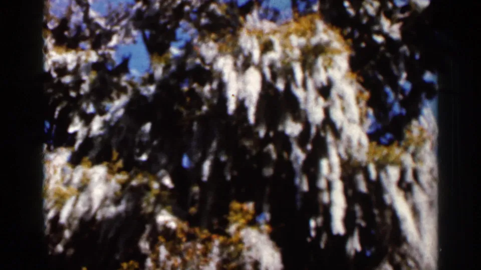 1966 Florida home-movie frame showing hanging moss in a tree canopy with bright sky visible through the branches.
