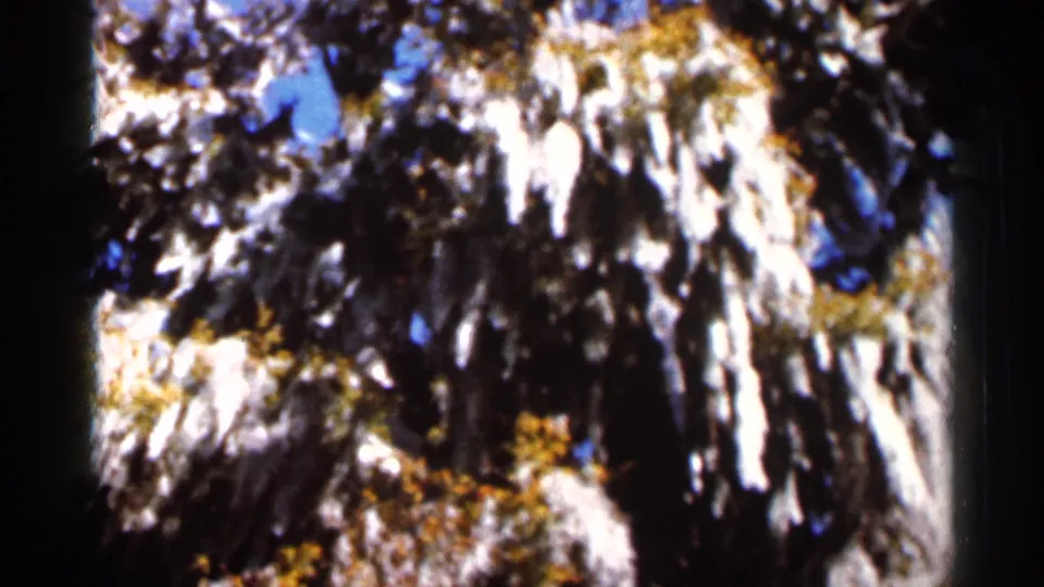 Vintage 8mm view of hanging moss on tree branches in a Florida woodland, with strong contrast and soft home-movie texture.