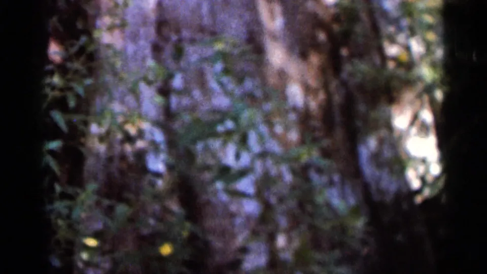 Soft final frame from a 1966 Florida 8mm clip showing a tree trunk, shaded foliage, and dappled light in the woods.