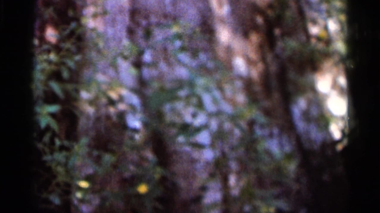 Blurry 1966 Florida 8mm frame showing a shaded wooded park area with tree trunks and foliage.