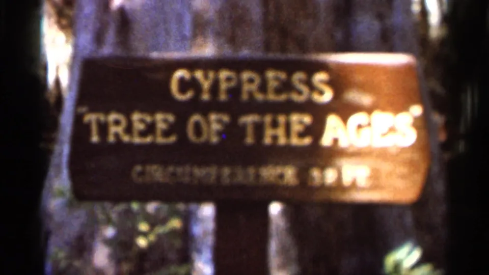 1966 Florida park sign reading Cypress Tree of the Ages, filmed in soft focus among shaded trees.